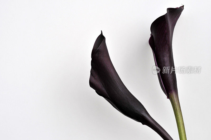 两个Zantedeschia XL